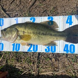 ラージマウスバス