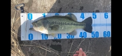 ラージマウスバスの釣果