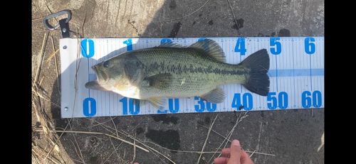 ラージマウスバスの釣果