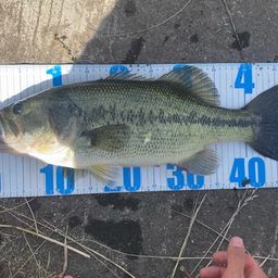 ラージマウスバス