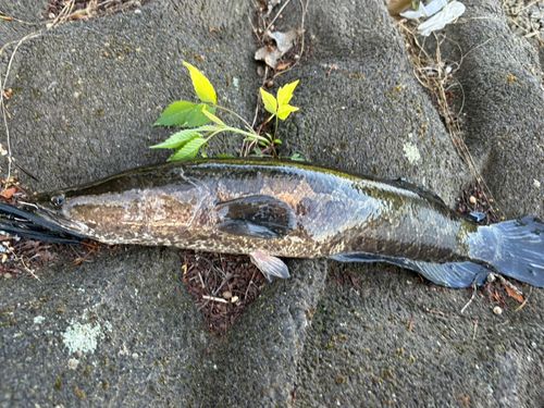 ライギョの釣果