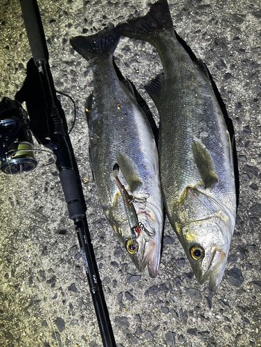 シーバスの釣果