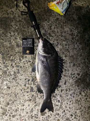 チヌの釣果