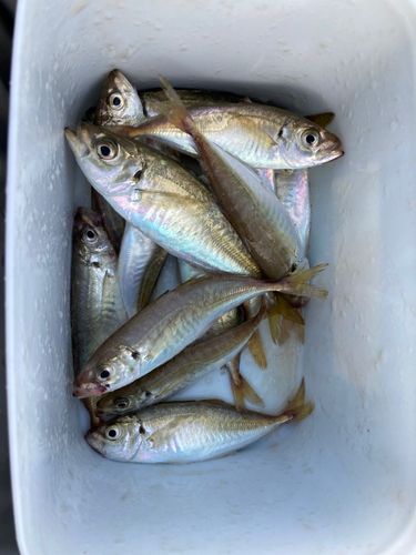 マアジの釣果