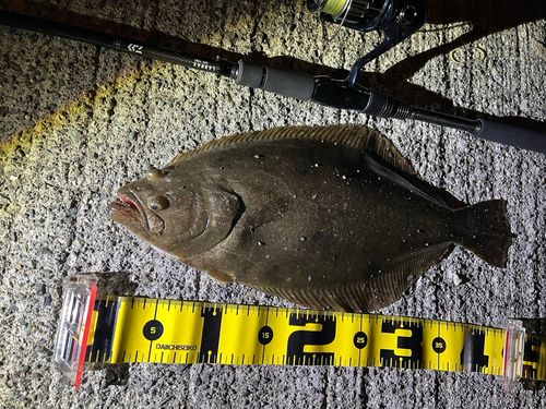 ヒラメの釣果