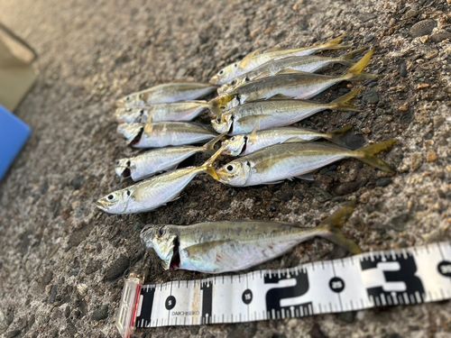 アジの釣果