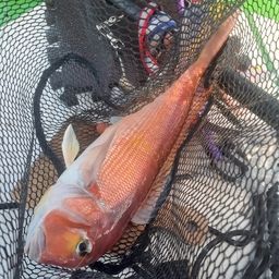 アマダイ