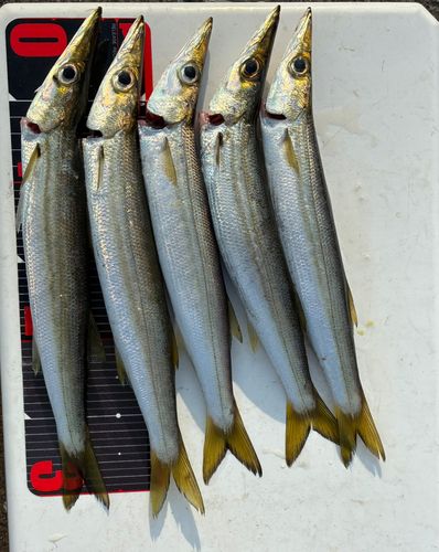 カマスの釣果