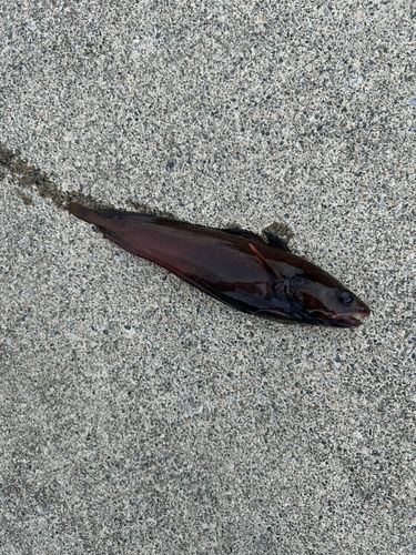 ドンコの釣果