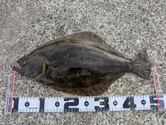 ヒラメの釣果