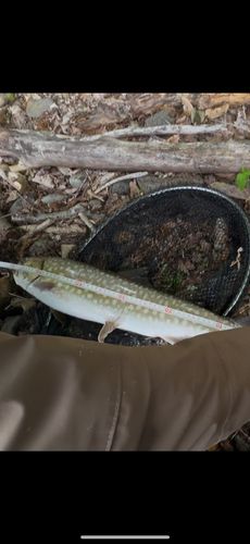 アメマスの釣果
