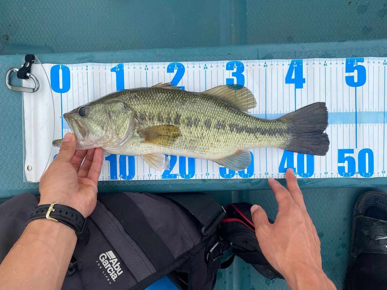 ラージマウスバス