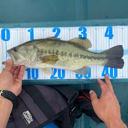 ラージマウスバス