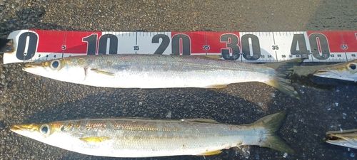 カマスの釣果