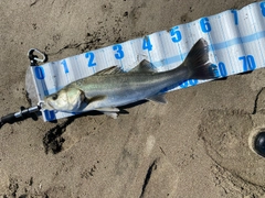 スズキの釣果