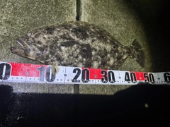ヒラメの釣果