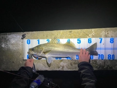 スズキの釣果