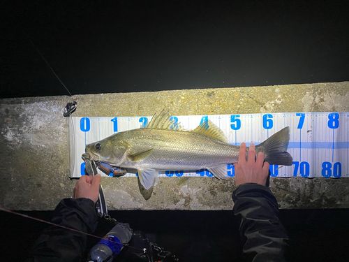 スズキの釣果
