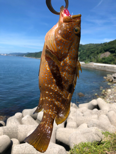 キジハタの釣果