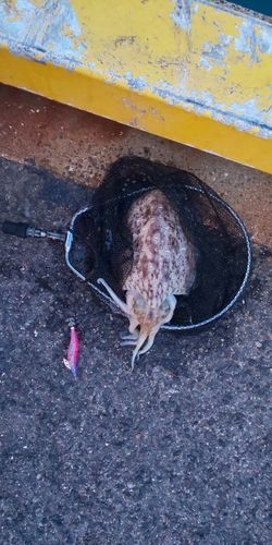 コウイカの釣果