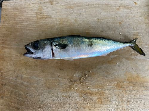 サバの釣果