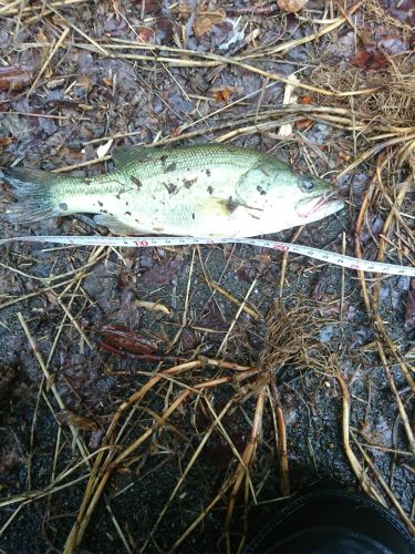 ブラックバスの釣果