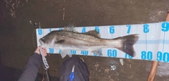 スズキの釣果