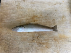 キスの釣果
