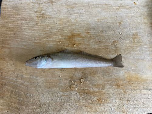 キスの釣果