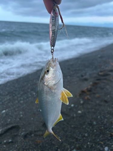 ショゴの釣果