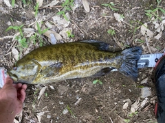 スモールマウスバスの釣果