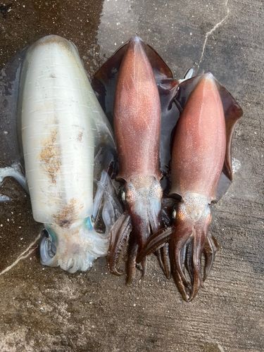 アオリイカの釣果