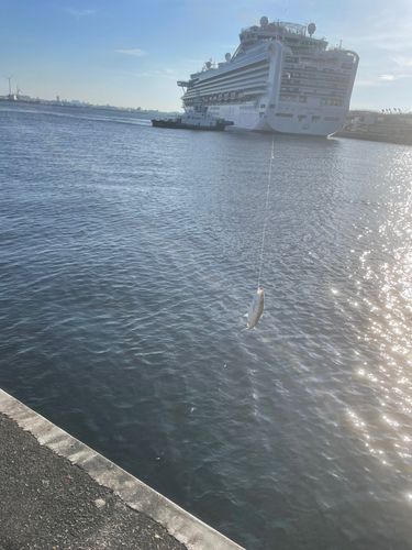 コノシロの釣果