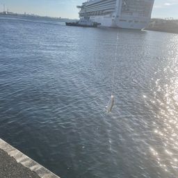 コノシロ