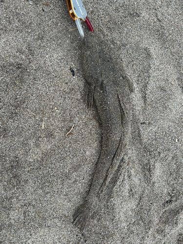 マゴチの釣果