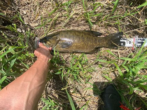 スモールマウスバスの釣果