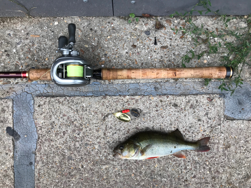 ヨーロピアンパーチの釣果