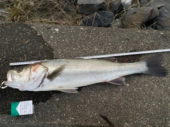 スズキの釣果