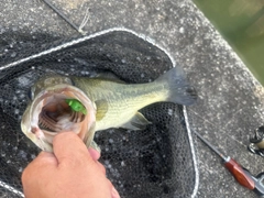 ラージマウスバスの釣果