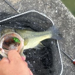 ラージマウスバス