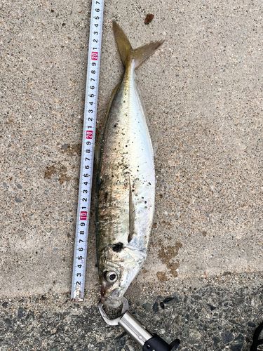 マルアジの釣果
