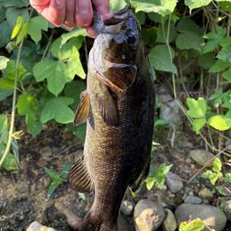 スモールマウスバス