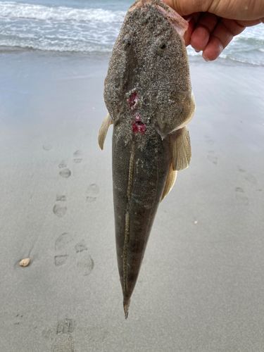 マゴチの釣果