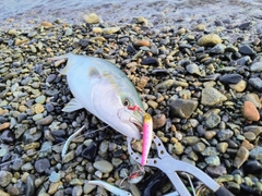 フクラギの釣果