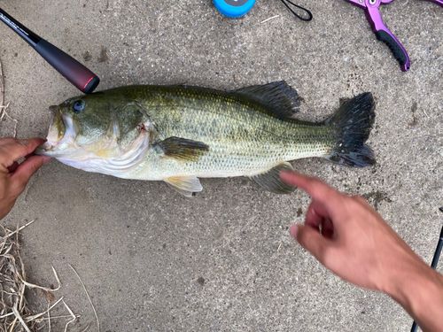 ラージマウスバスの釣果