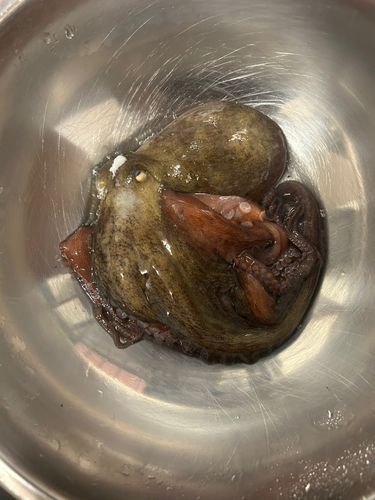 マダコの釣果