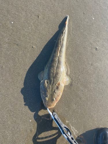 マゴチの釣果