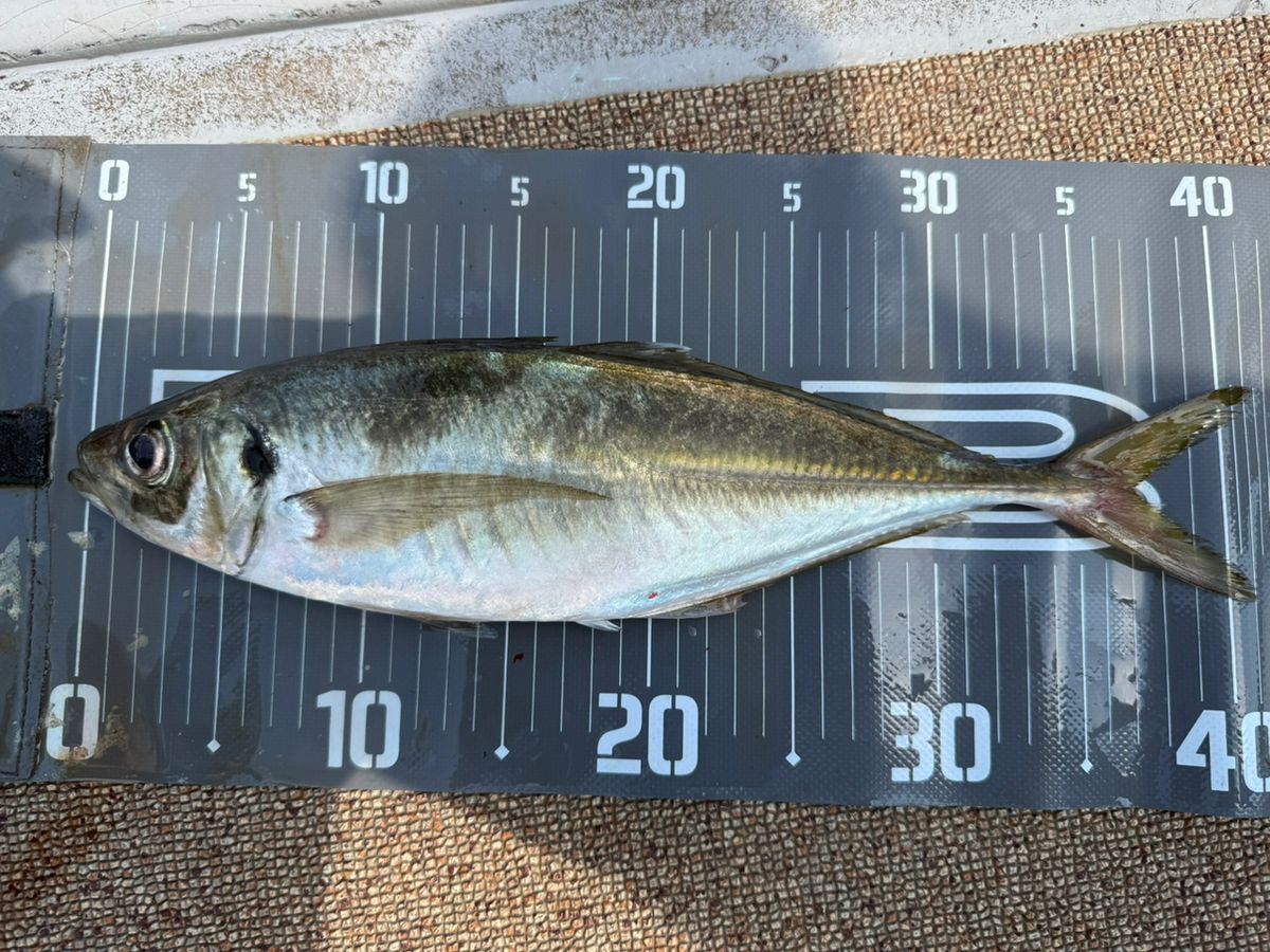 𝑱  ［タカムラ］さんの釣果 2枚目の画像