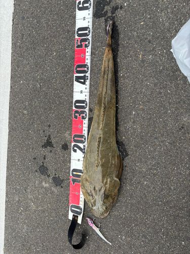 マゴチの釣果