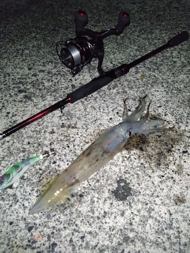 スルメイカの釣果